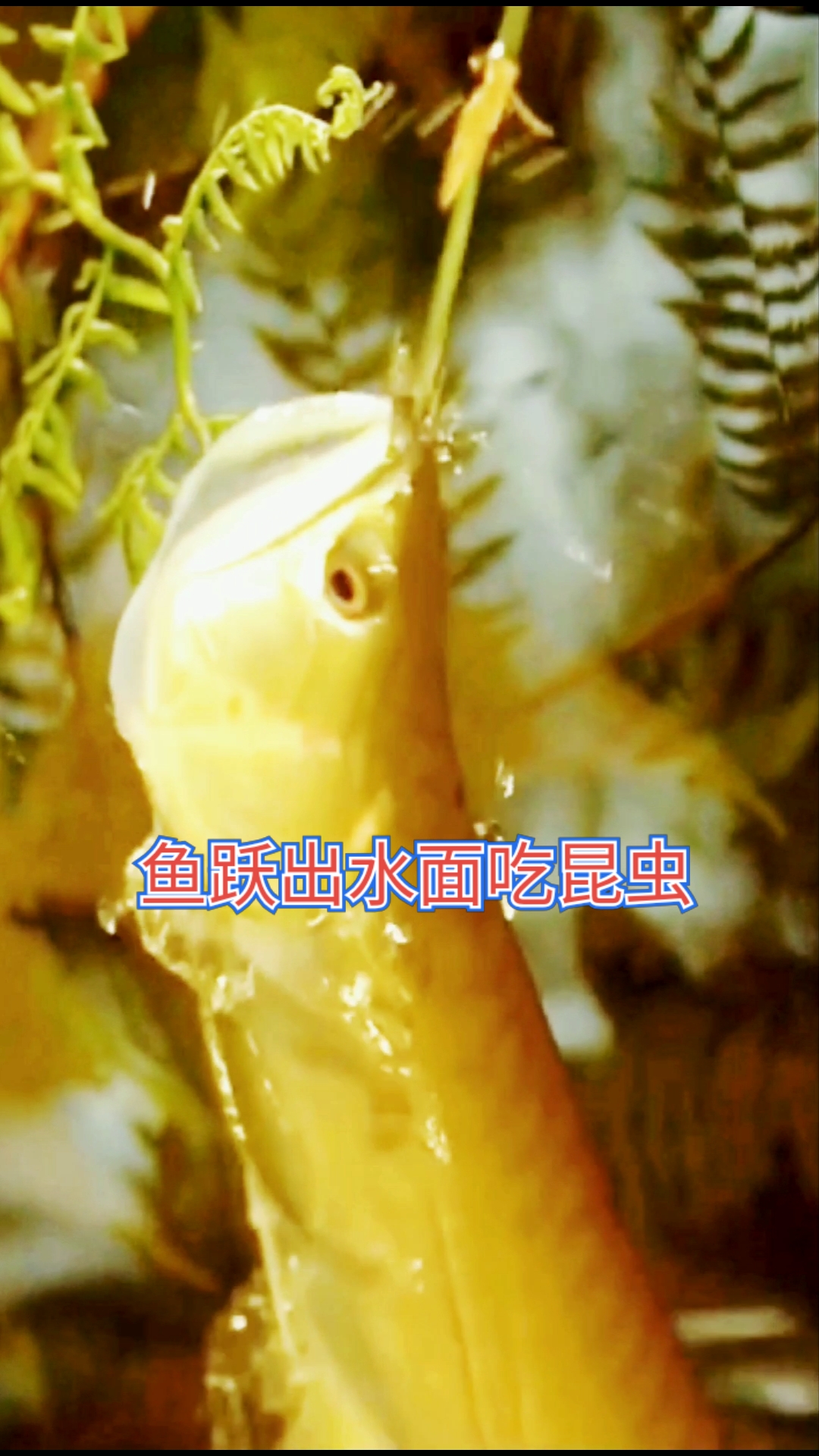 鱼跃出水面吃昆虫