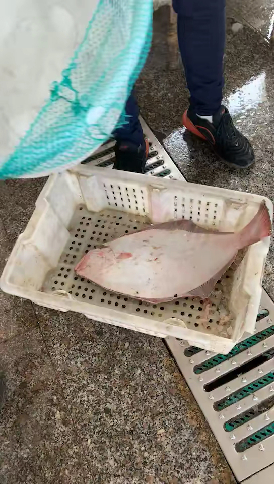 纯野生的鸦片鱼,包饺子,生鱼片都是相当不错。