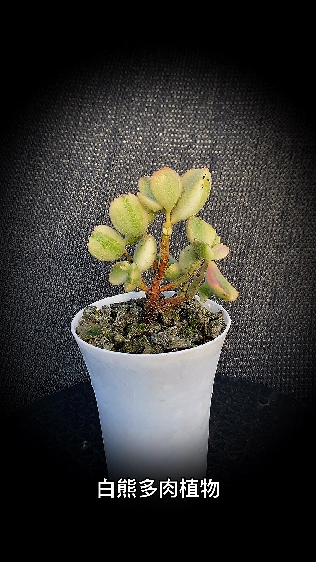 #有一种可爱叫多肉!#白熊多肉植物:是熊童子的锦化品种,景天科银波锦属的多肉植物。