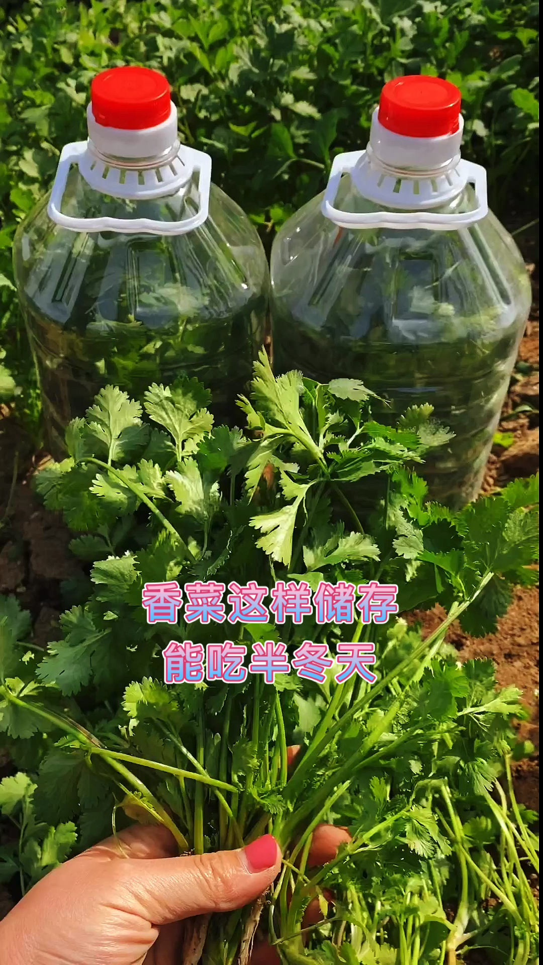 #家乡特色美食#香菜这样储存在也不用愁冬天没香菜吃了
