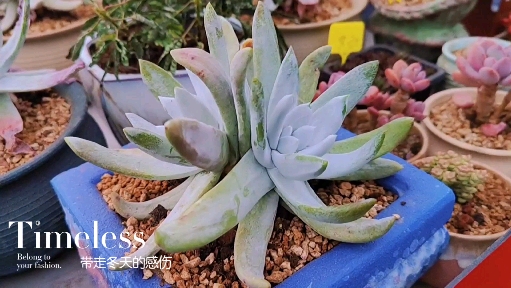 #多肉植物#服盆后的仙女杯老桩们,一棵棵都很精神!