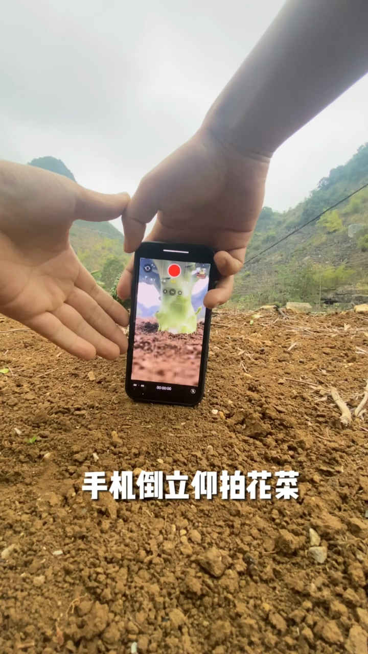 #手机摄影#花菜这样拍美了