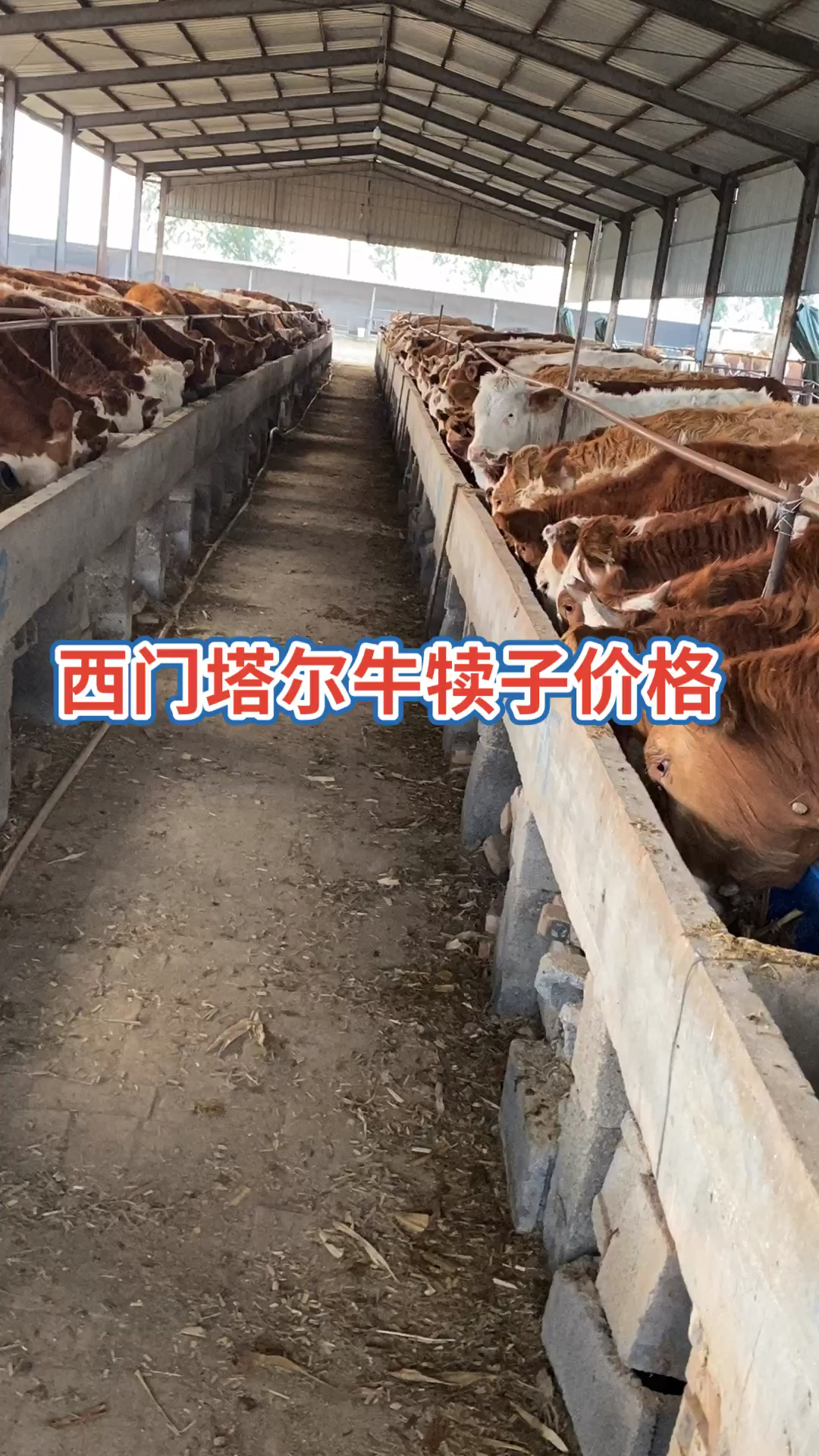 #肉牛价格#2021年肉牛价格行情