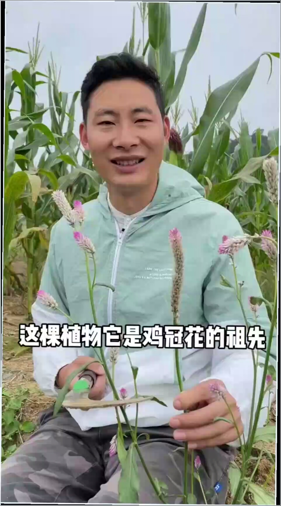 您敢相信吗？它是鸡冠花的祖先，它的名字叫青葙