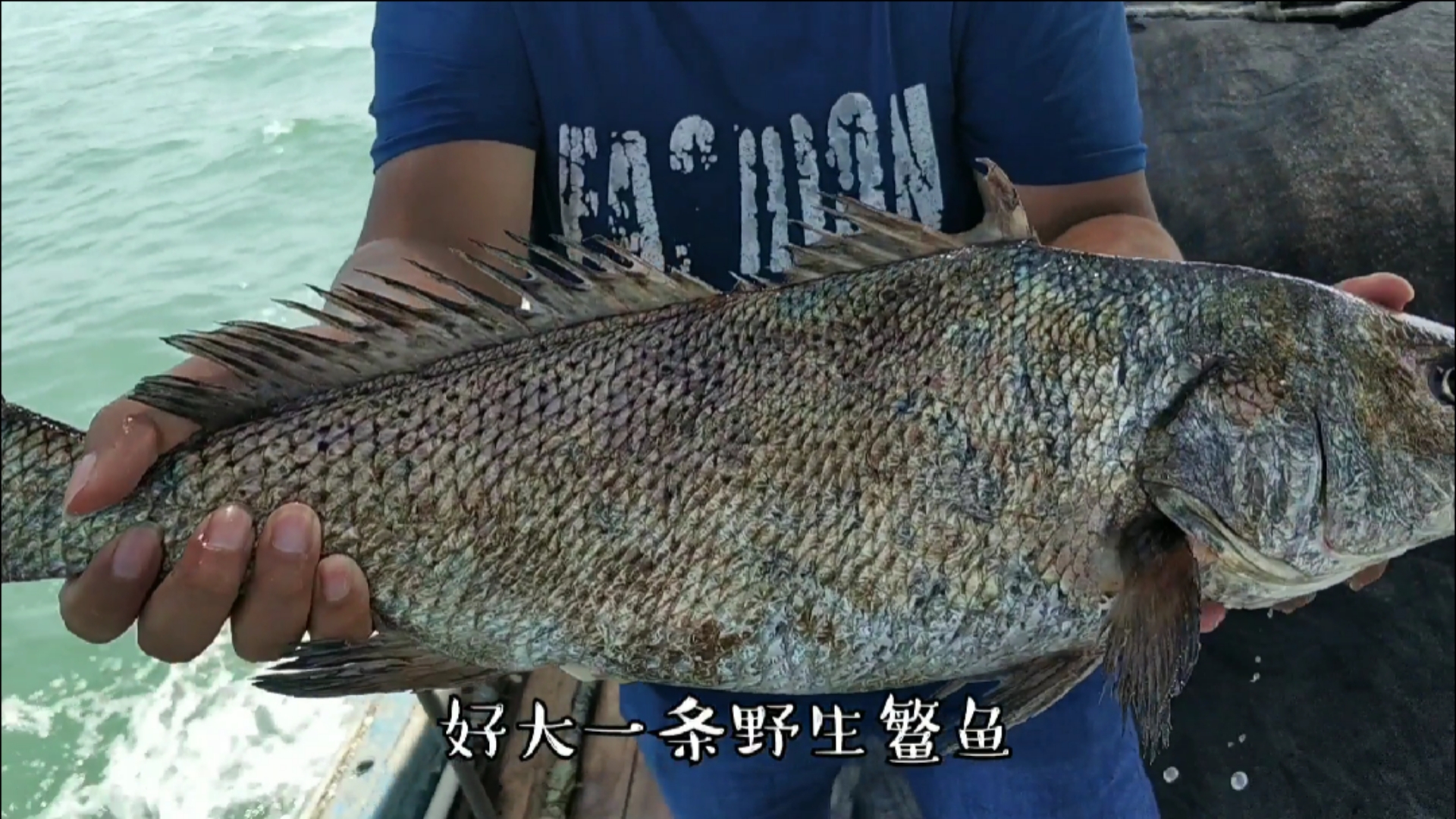 #赶海户外#出海捕鱼，捕到一条野生大鳘鱼，全船人尖叫起来，鱼胶比鱼还贵(下)