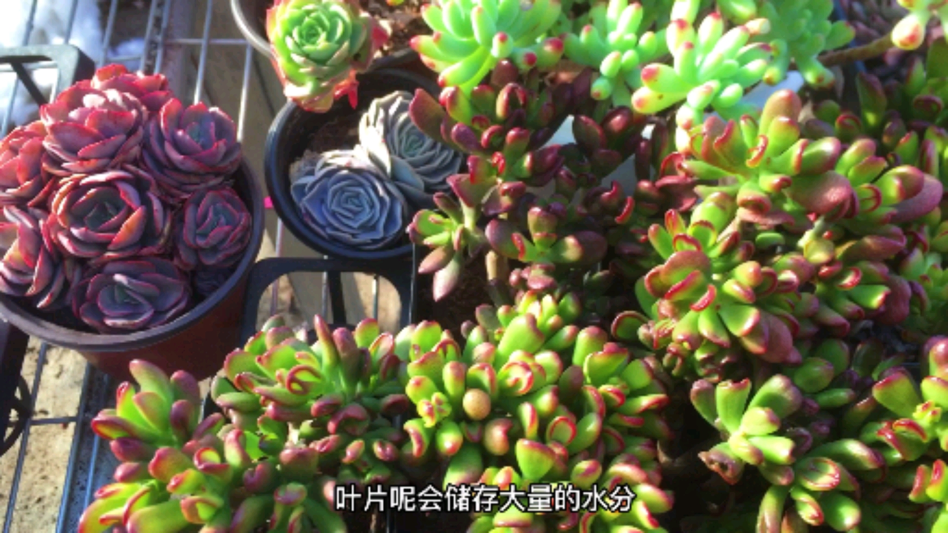 多肉植物可不可以放到室内养