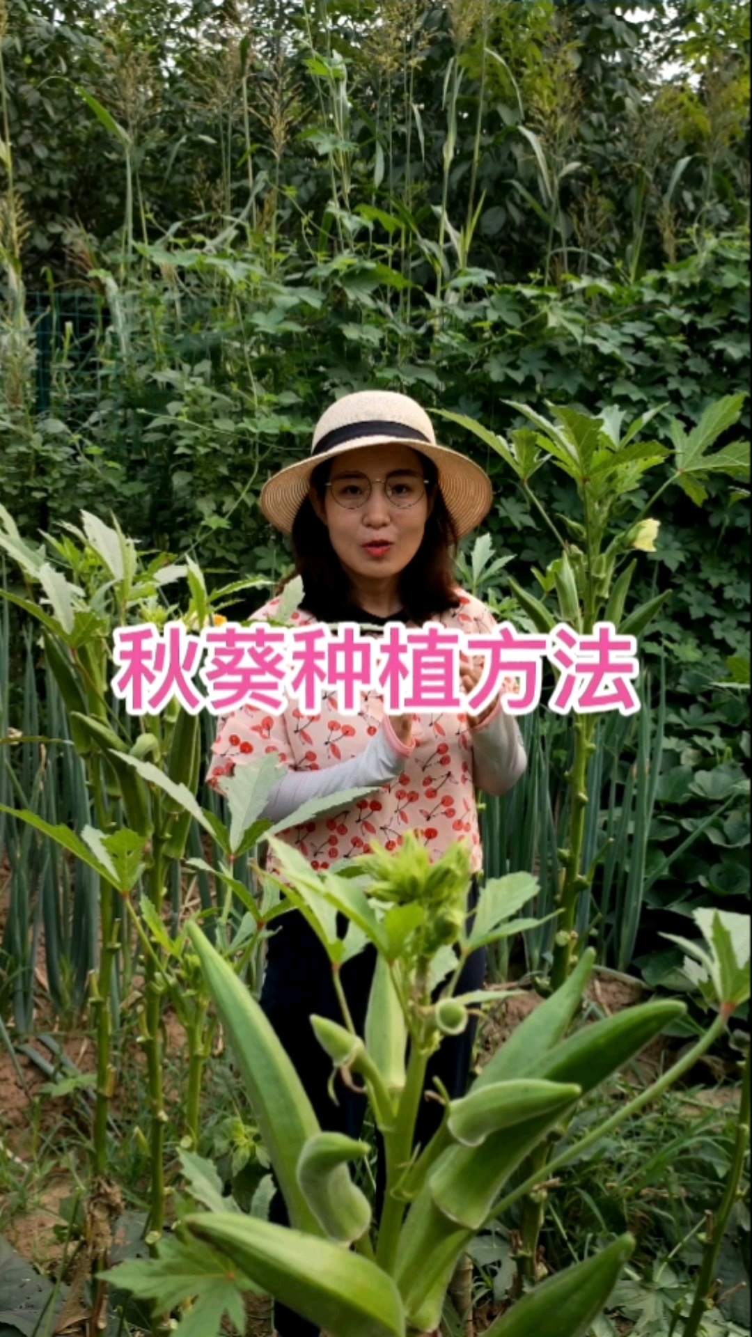 秋葵种植方法