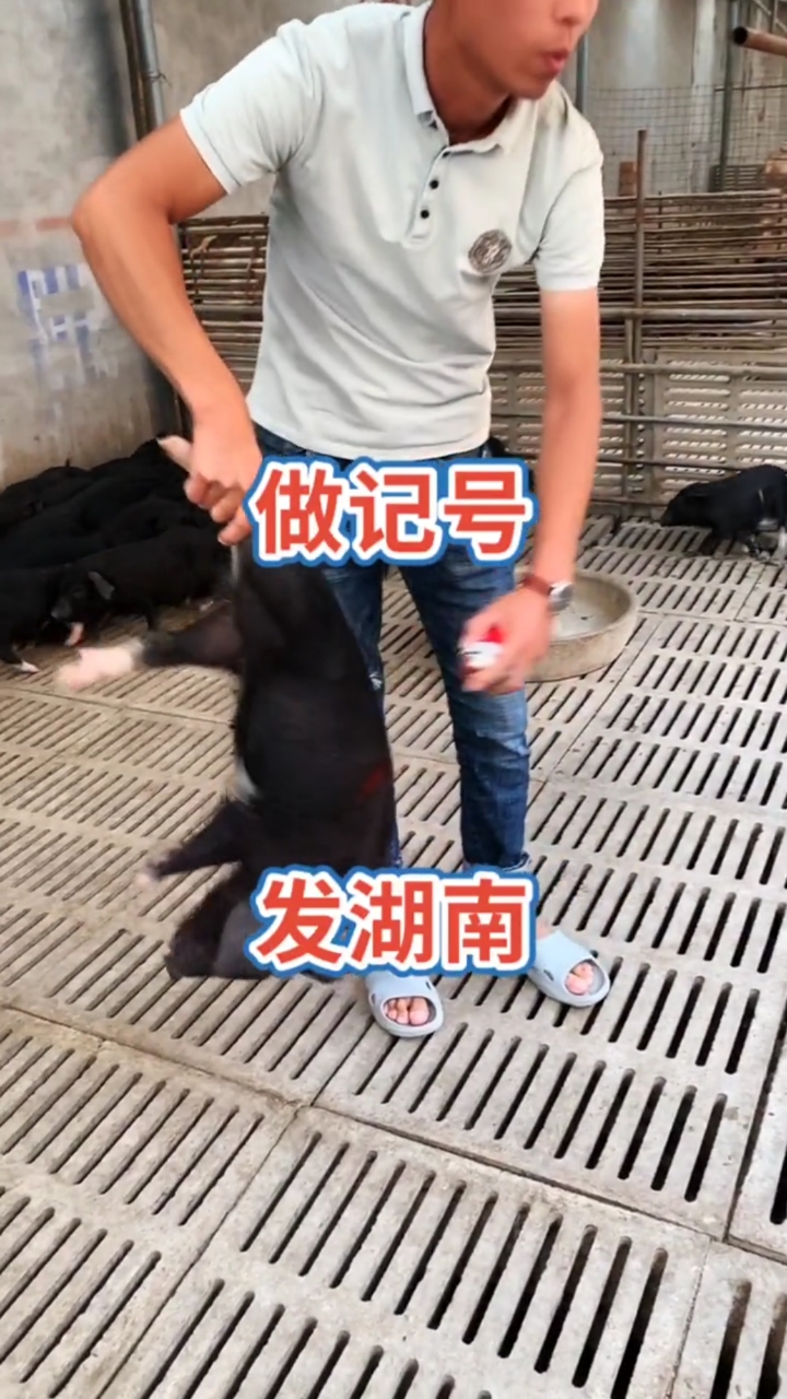 藏香猪,肉质鲜美好饲养