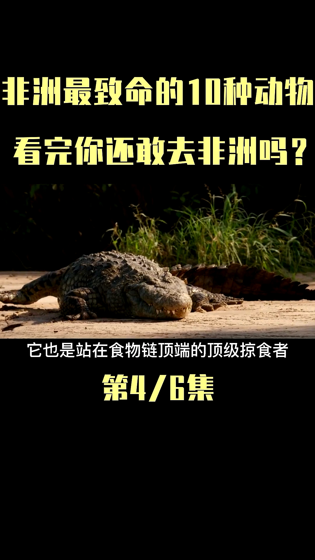 #我要上热门#它是非洲最大的鳄鱼