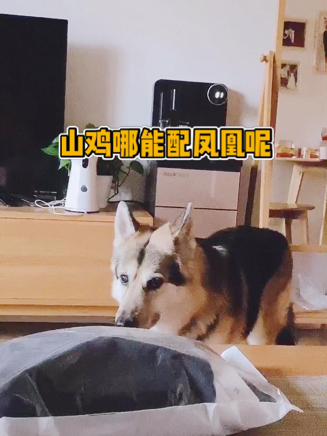 #我家萌宠成精了#小狗子不自量力,山鸡哪能配凤凰呢