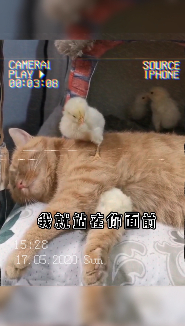 小鸡宝宝长大后,真心惹不起吖