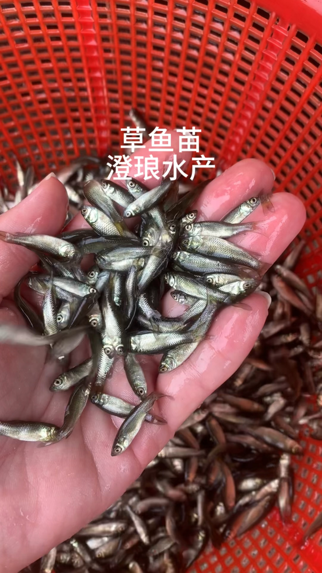 草鱼苗鲩鱼苗