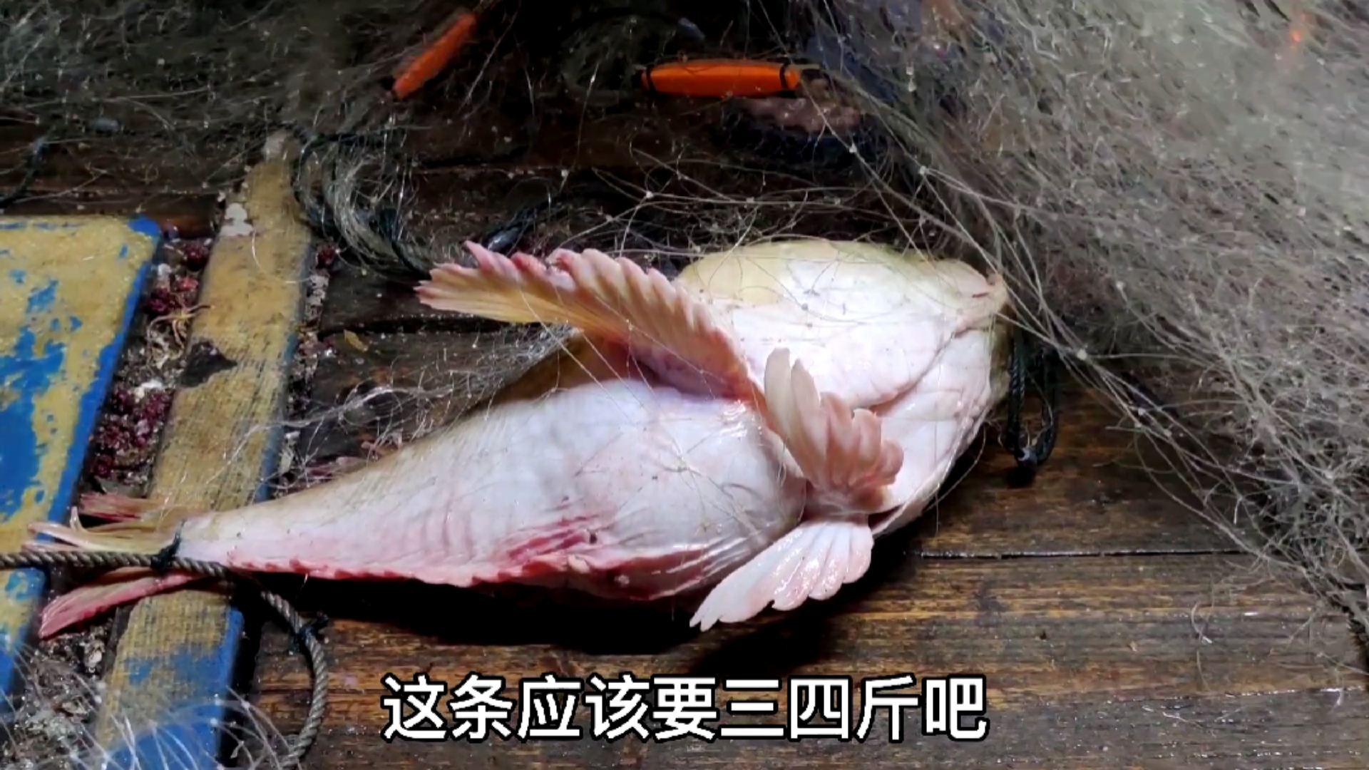 #南澳岛#彪哥外海捕到这种大头鱼,鱼头比我的头还要大,价格却很感人(中)