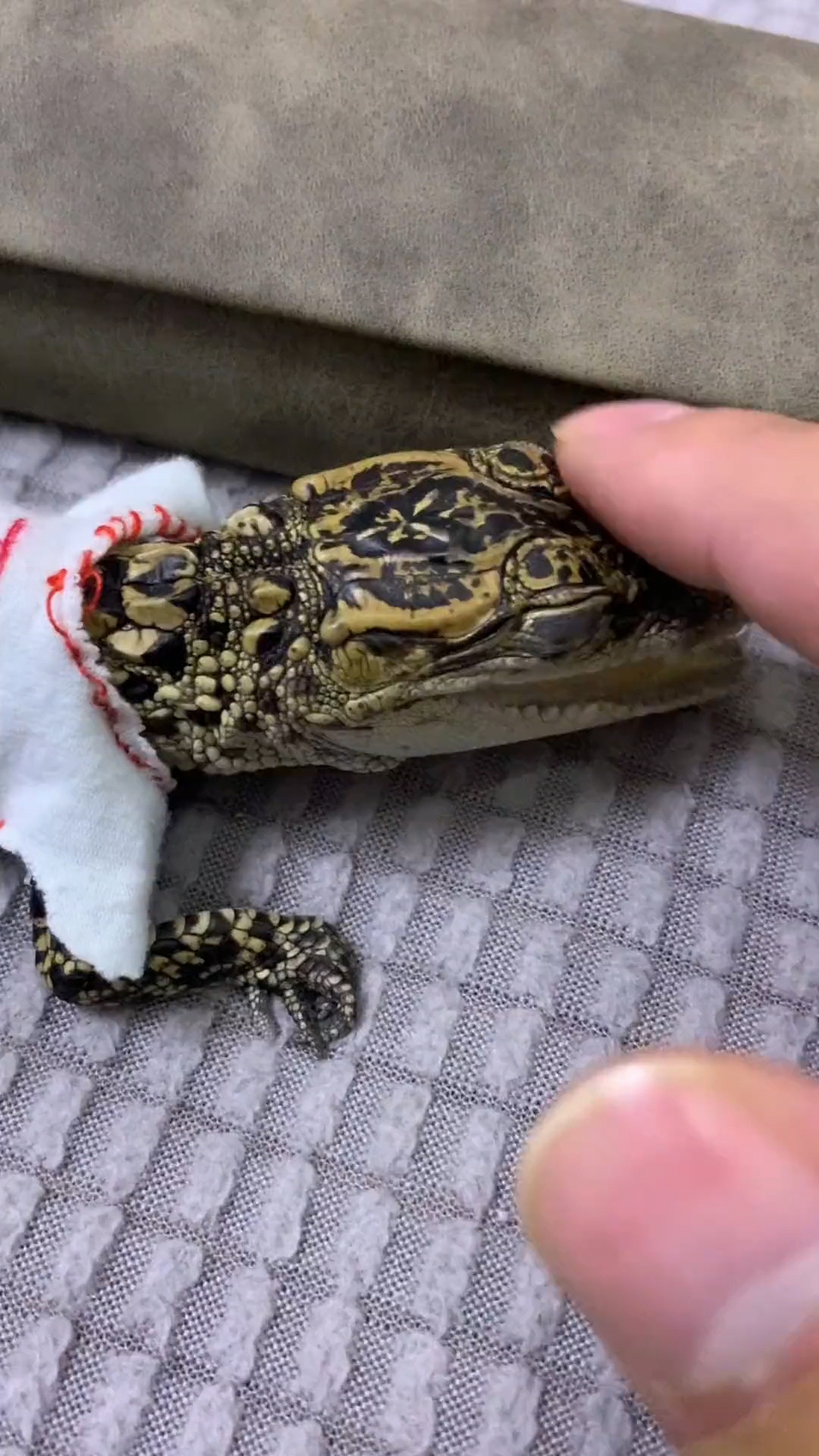 人工养殖小鳄鱼
