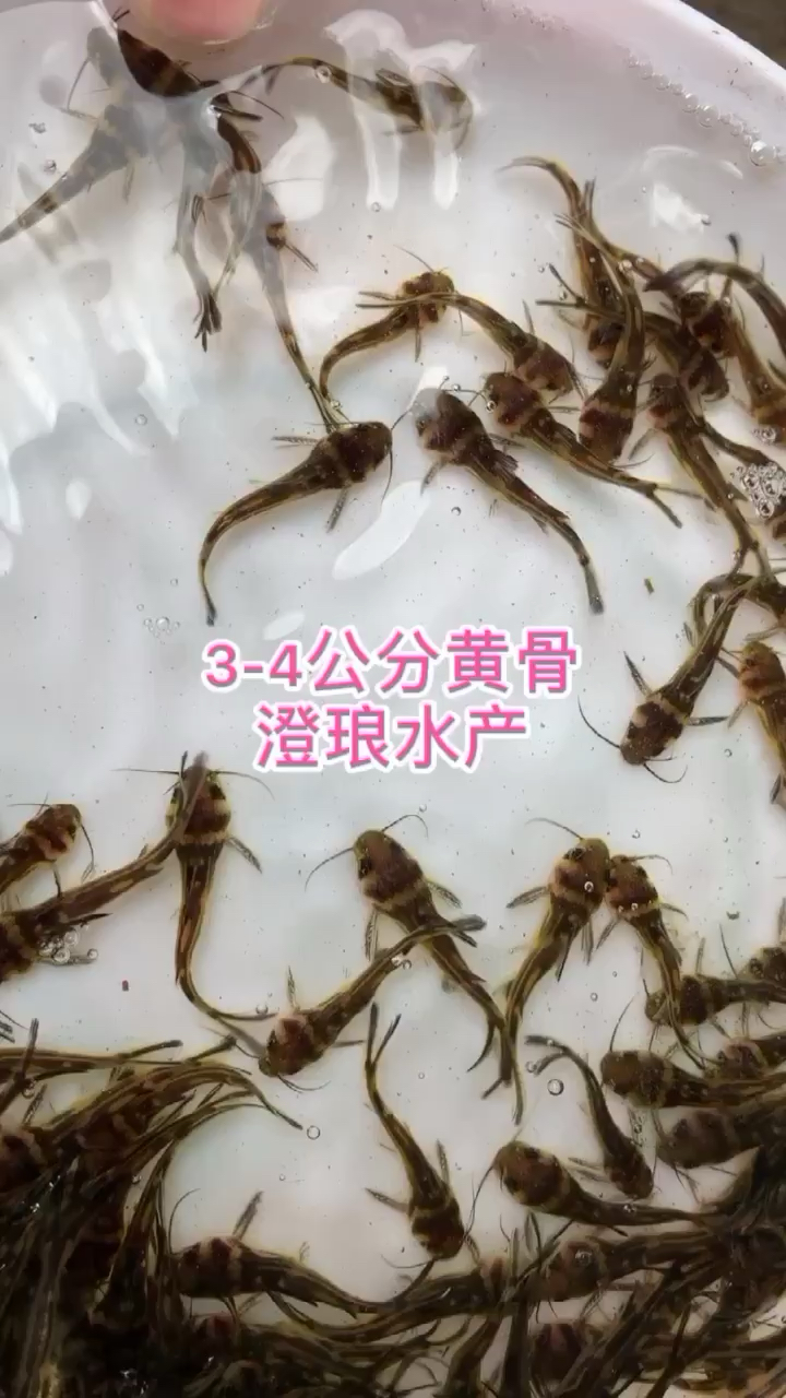 黄骨鱼苗黄辣丁鱼苗黄颡鱼苗黄丫头淡水鱼苗