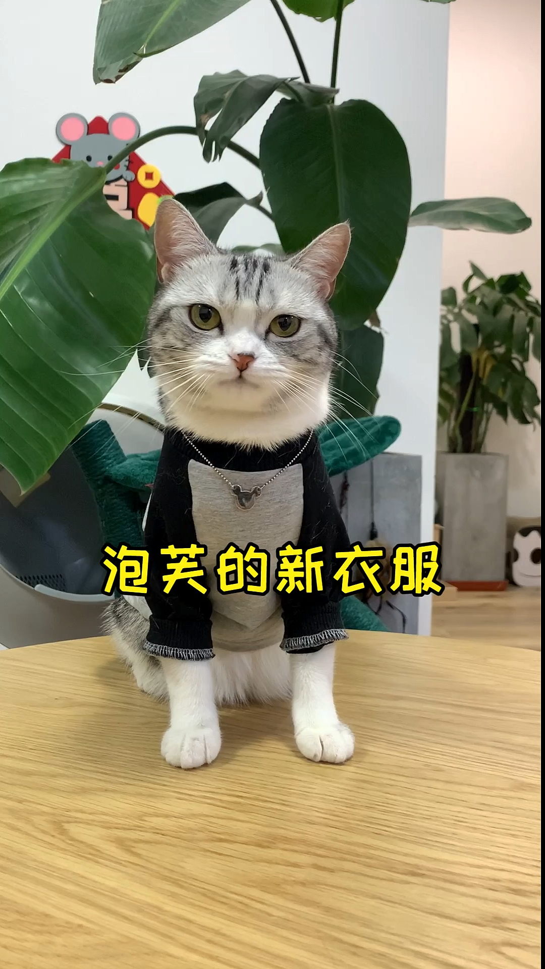 #家有猫咪#今天是刀马旦芙芙哦