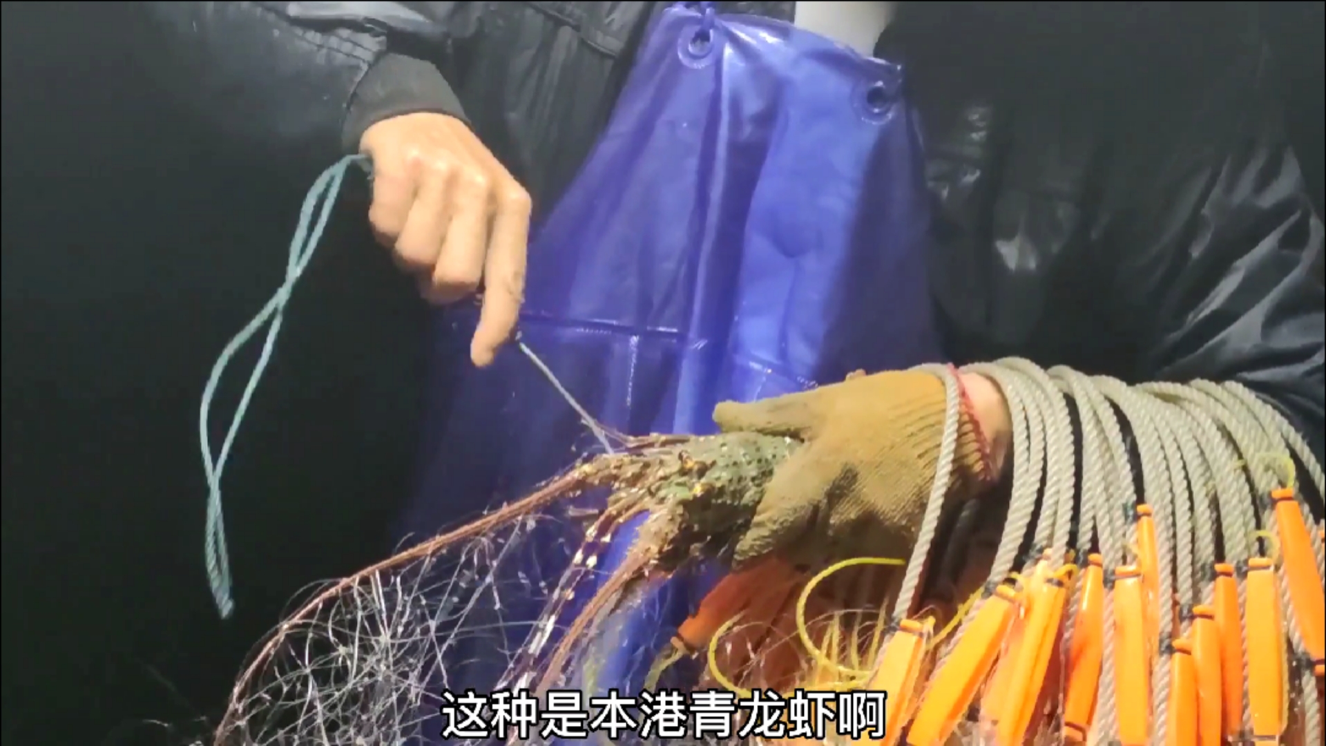 #赶海捉海鲜#彪哥这是要发财的节奏，捕到了千呼万唤的大红斑，还有两只龙虾（下）