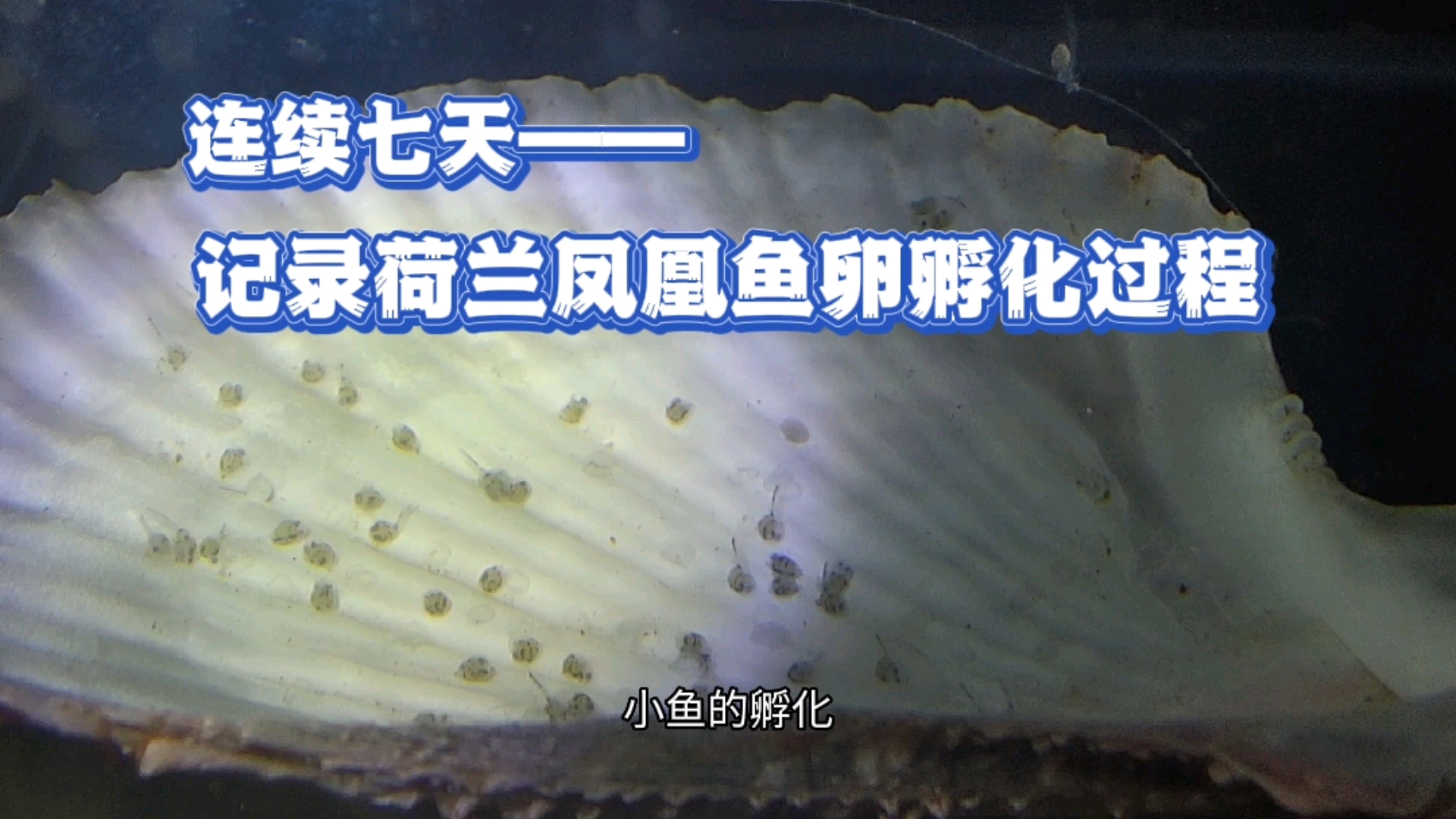 #记录生活#荷兰凤凰球孵化,连续记录七天,见证小鱼起飞