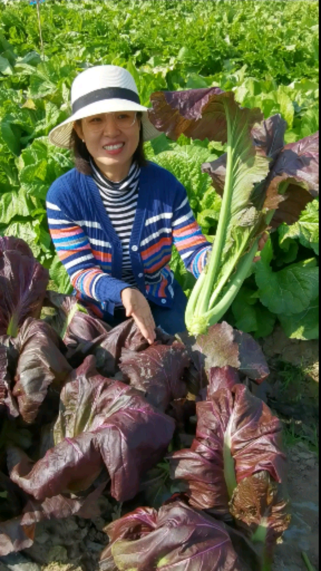 清香紫芥菜