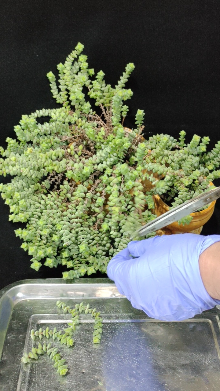 小米星如何繁殖?