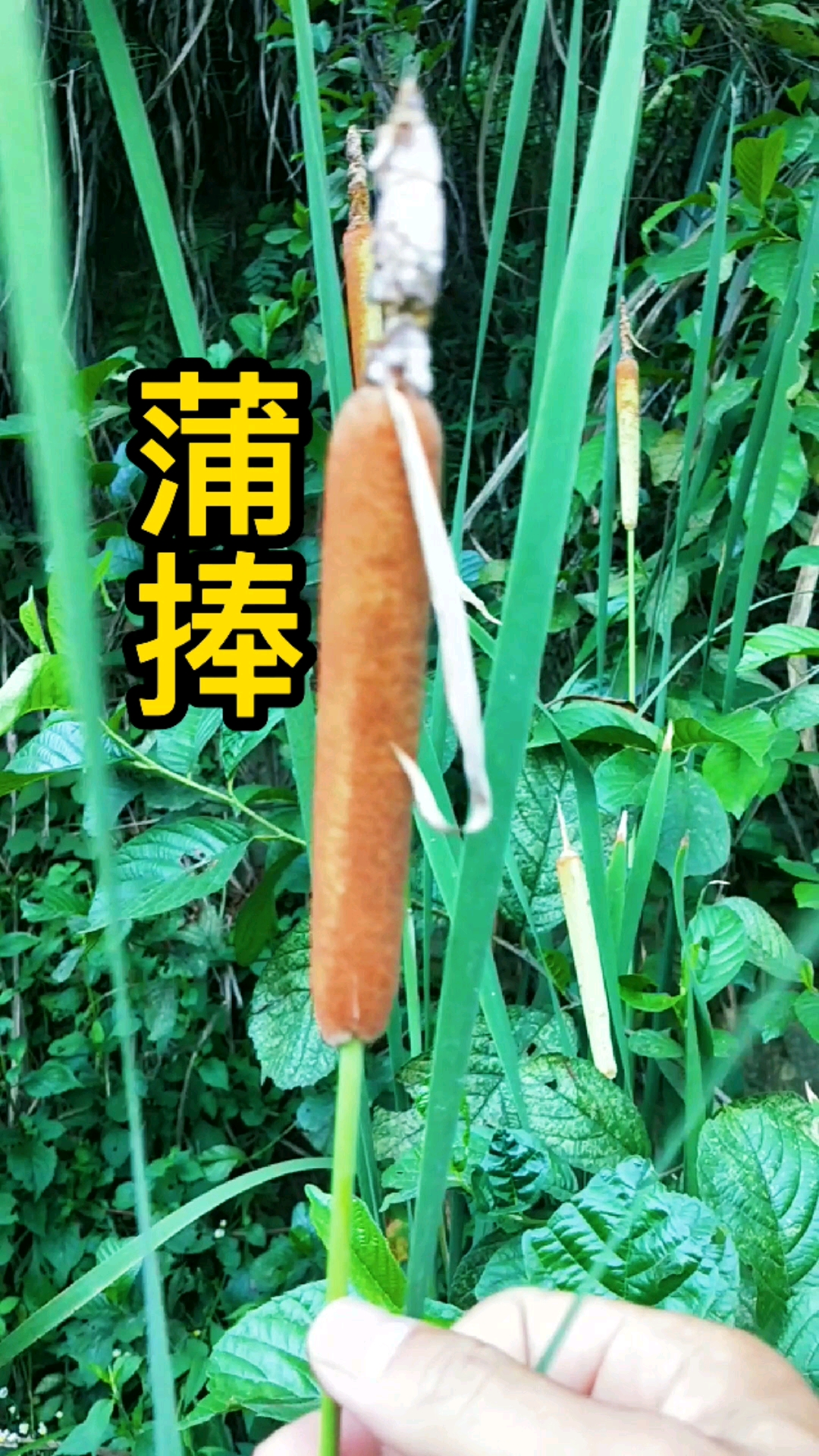#认识中草药#花穗果形状相似火脚肠叫蒲棒,别称蜡棒,“鬼蜡烛”,你见过吗?