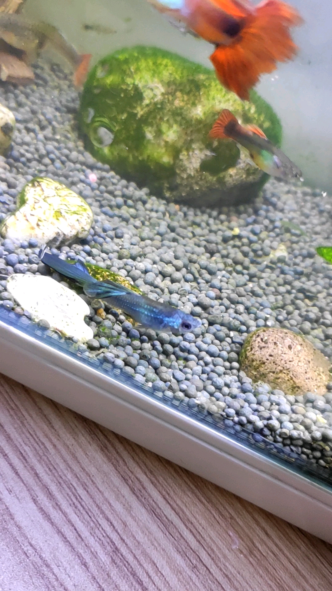 #养鱼日记#孔雀鱼的寿命只有一到两年,这一条今天都不怎么动了