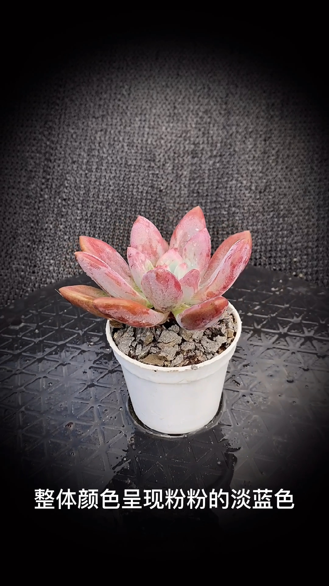#有一种可爱叫多肉!#奥普琳娜多肉植物:是风车石莲属多肉植物。