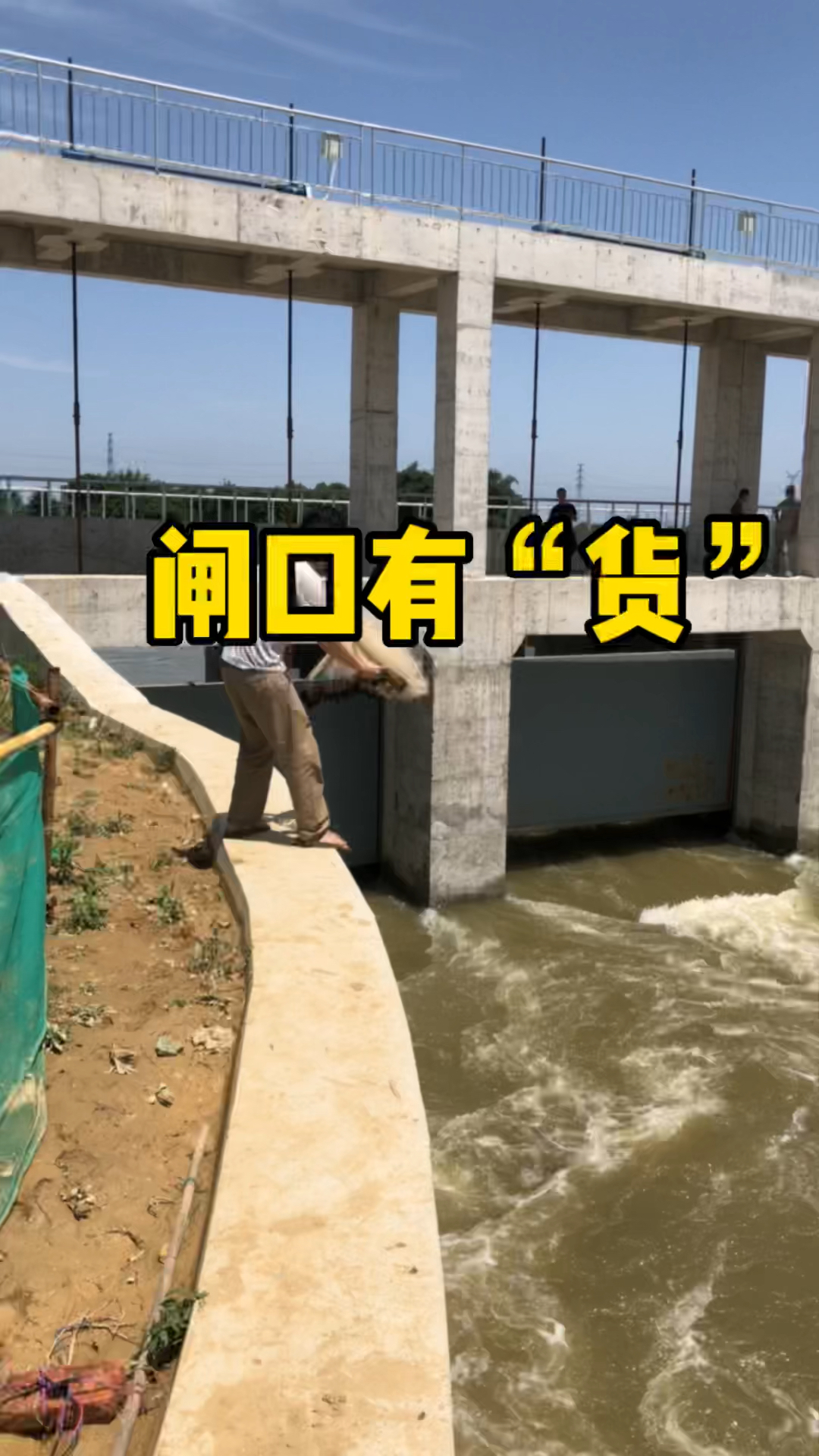 #撒网捕鱼#这里鱼多的难以置信，很多老铁以为我安排了兄弟在水底放进去的