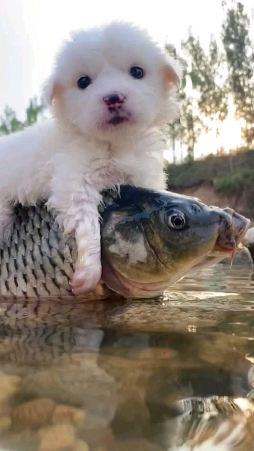 骑在小鱼猪上的狗狗