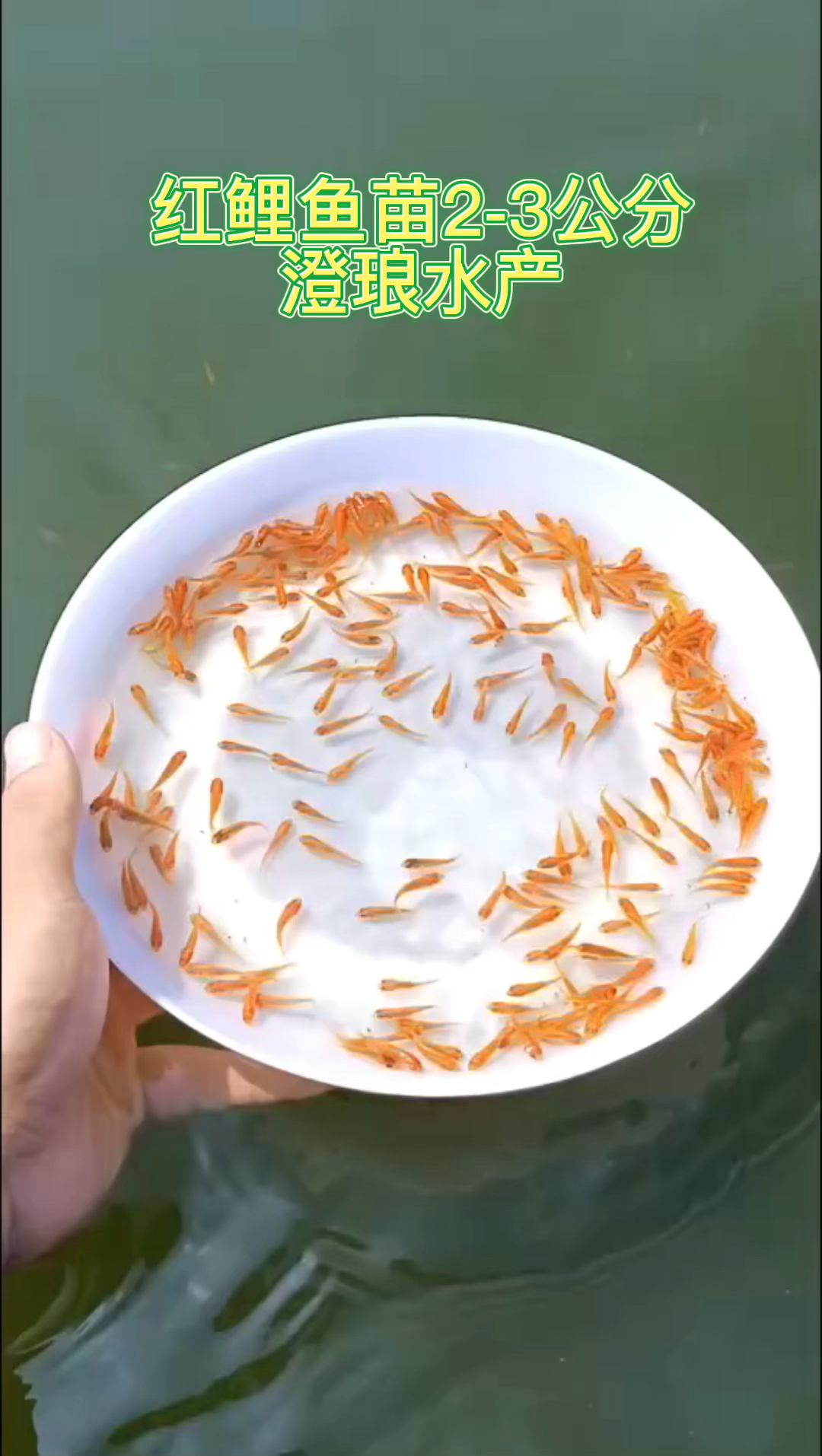 红鲤鱼苗兴国红鲤鱼苗
