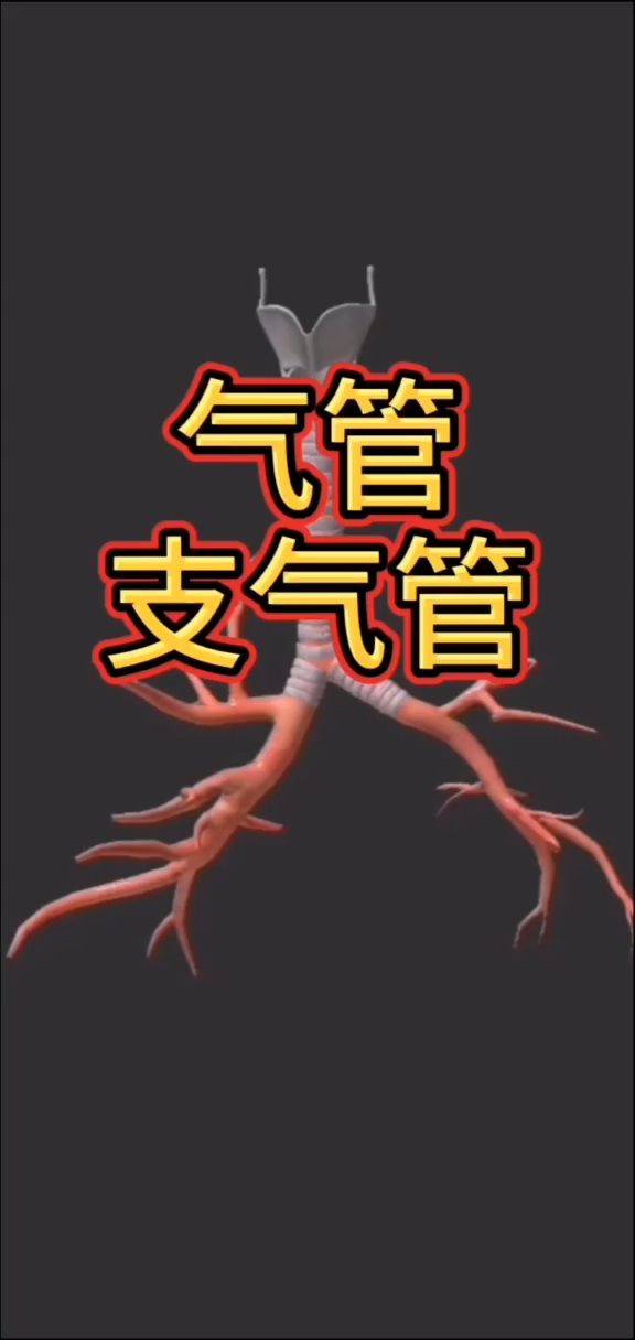 3D图像带你了解气管和支气管解剖