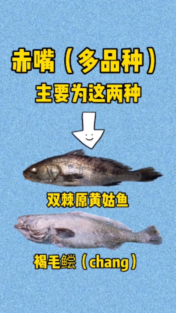 #鱼胶#不同鱼胶对应什么鱼种你知道吗?