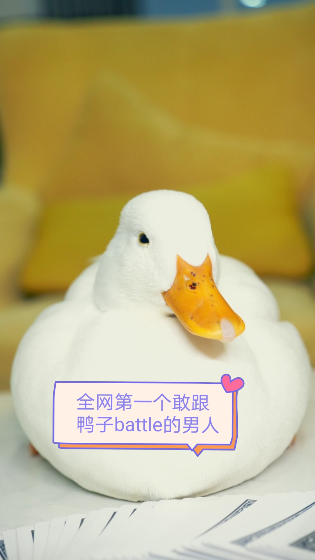 #我家萌宠成精了#【柯尔鸭】这年头鸭子都会打扑克了?和谁说理去啊
