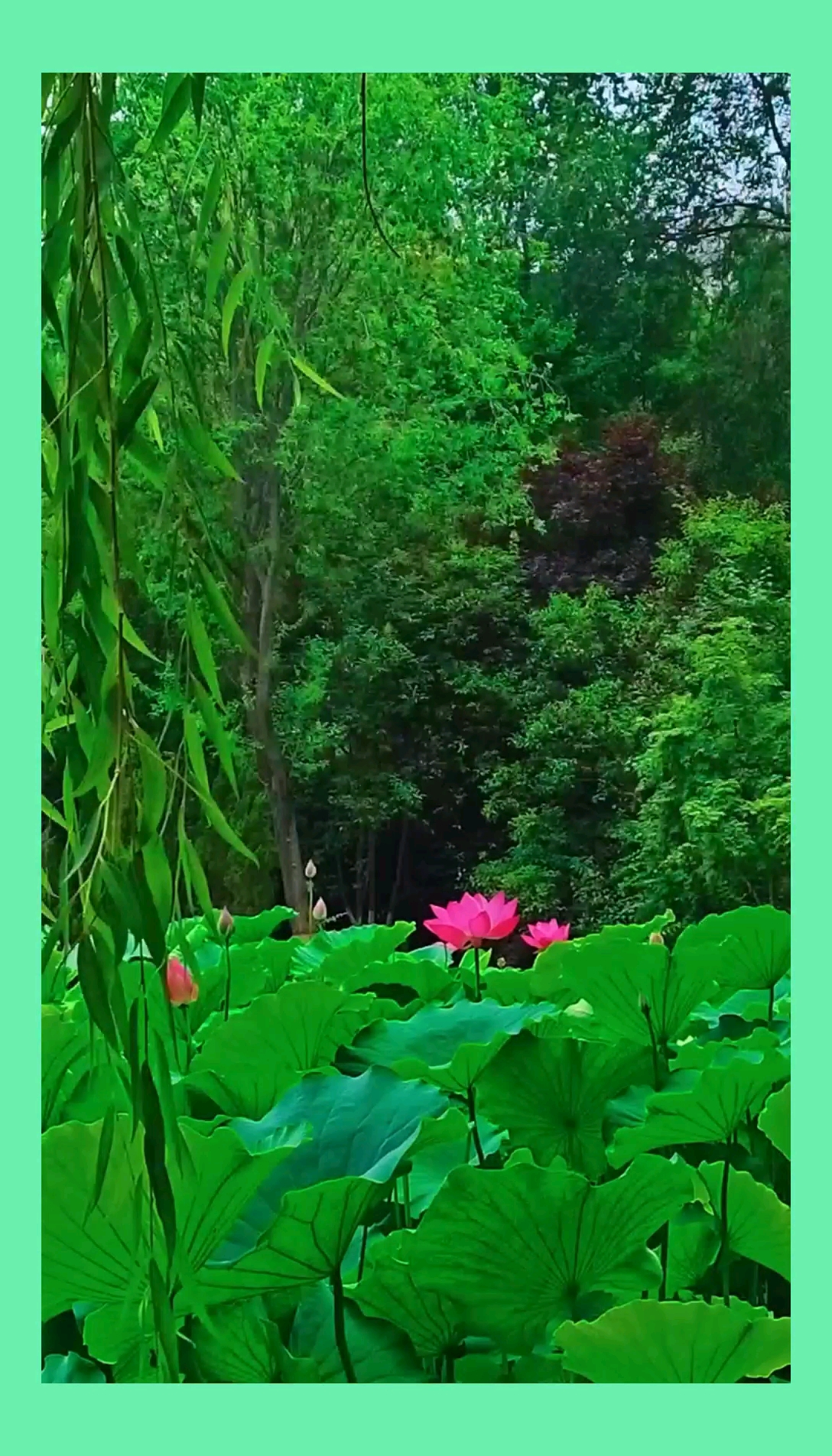 #手机摄影#荷花素材分享!