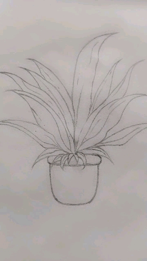 简笔画植物