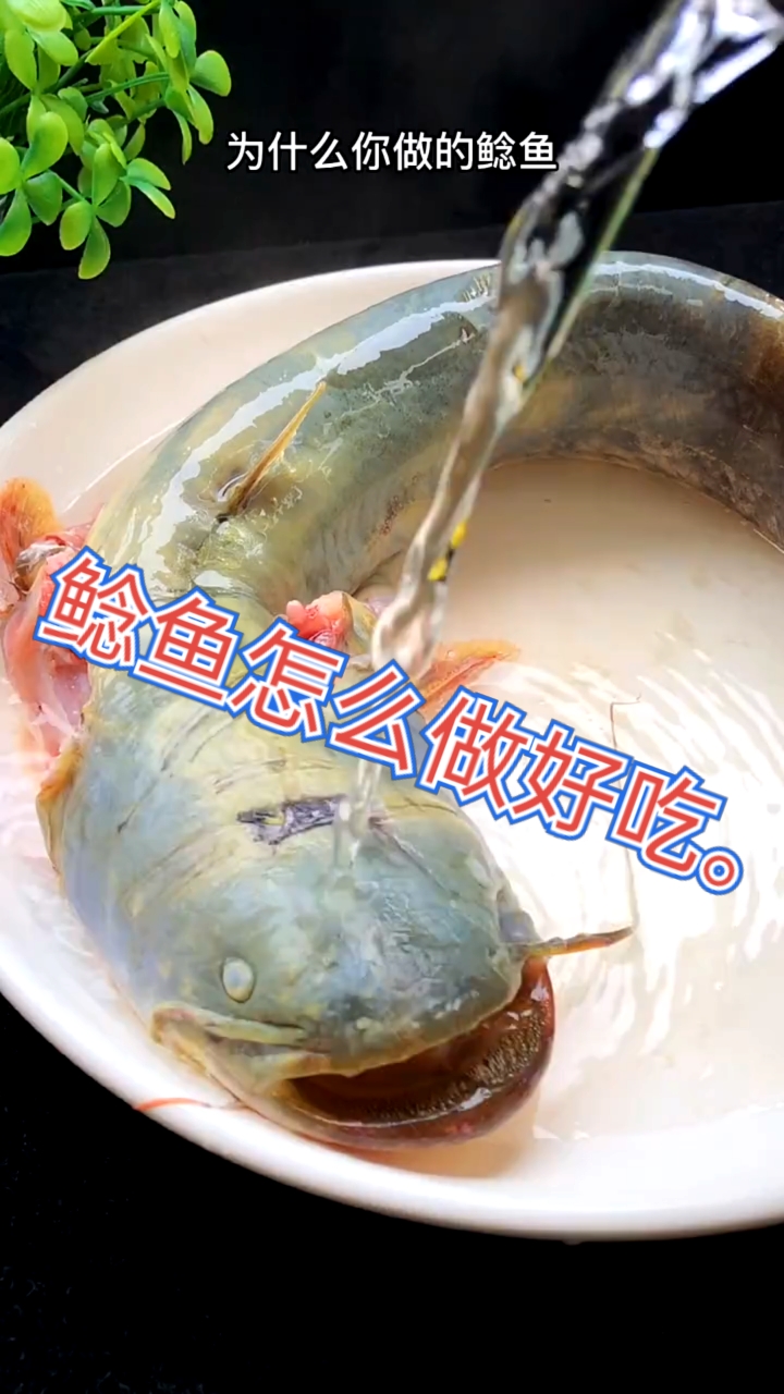 #美食#鲶鱼有多少爱吃。他没有小刺。口感很细腻。比一般的鱼好吃。今天分享一个做法给你。