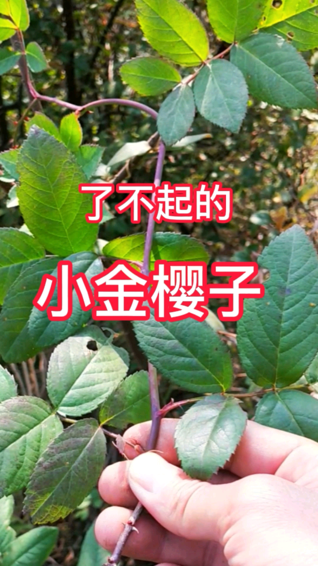 #认识中草药#小金樱子：别称“鸡公子”，为蔷薇科攀援灌木，有钩状尖皮刺，令人望而生畏
