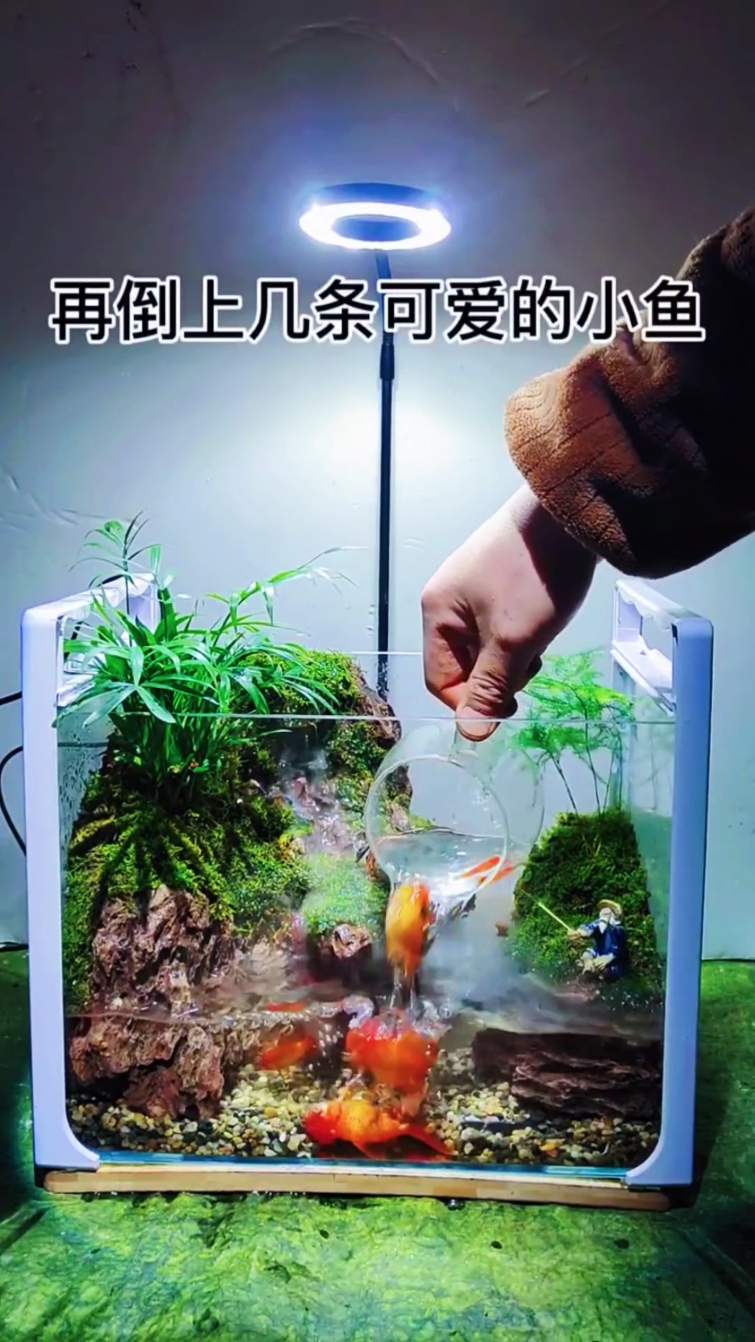 #微景观#景观鱼缸制作