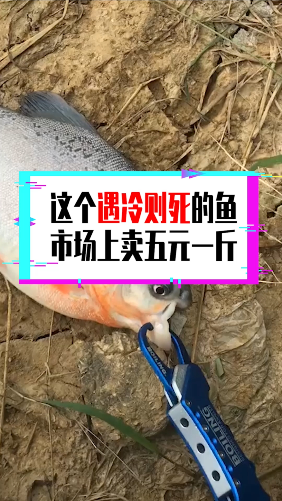 #奇闻趣事抢先看#这个遇冷则死的鱼,市场上卖五元一斤,常被当成名贵海鱼