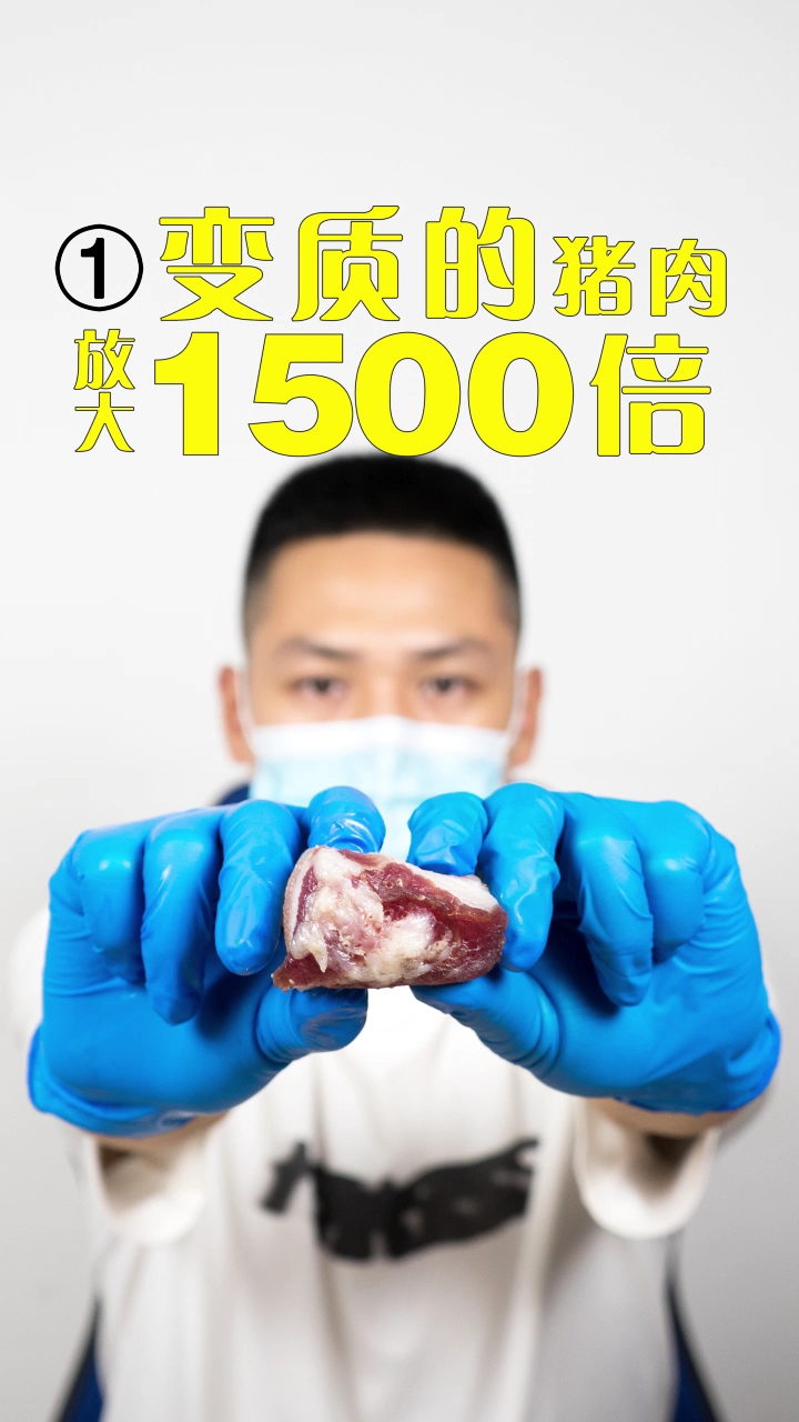 #每天一点冷知识#变质的猪肉，放大1500倍，无数细菌和微生物在游动（第一集）