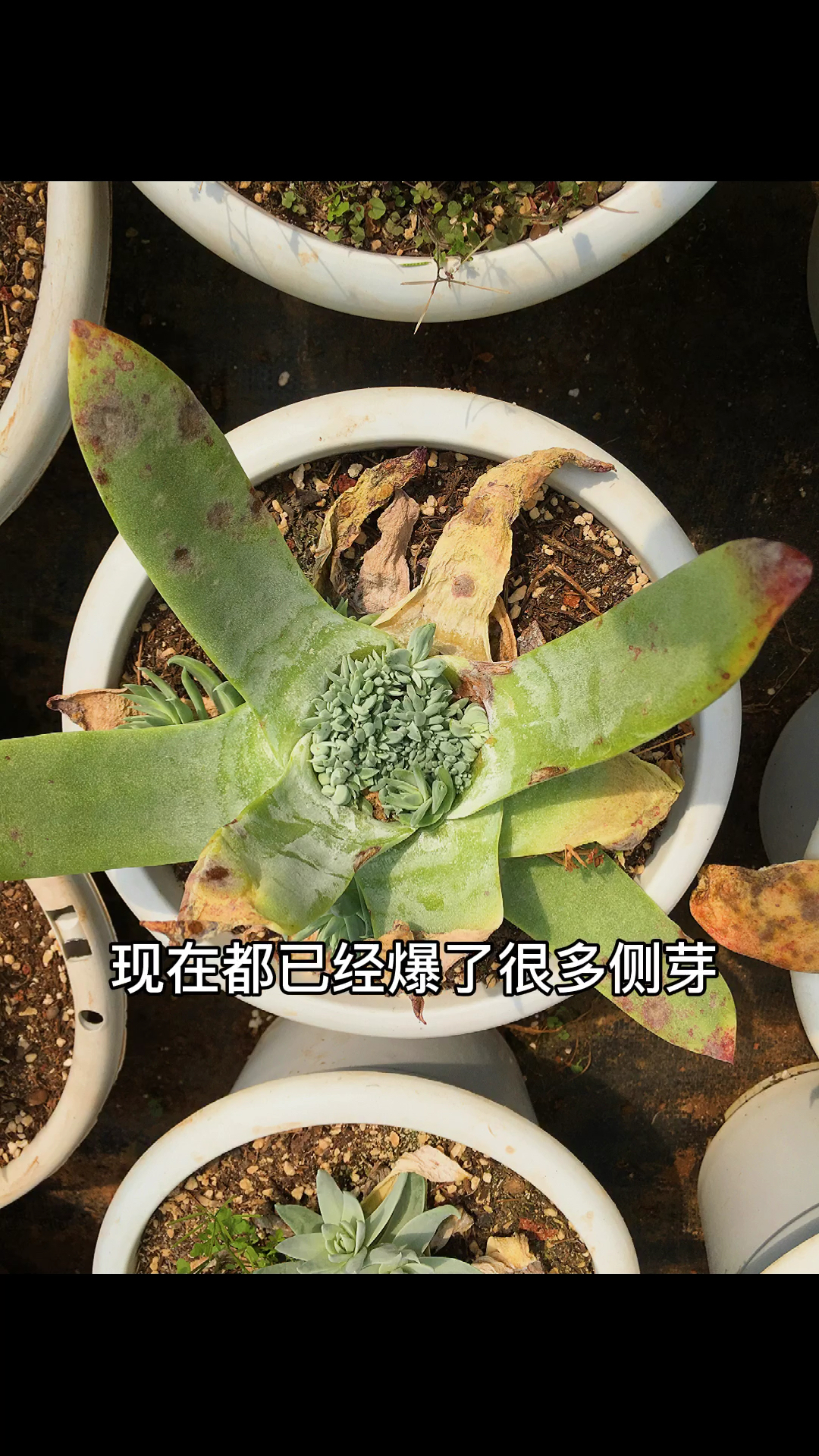 多肉植物是通过砍头的方式从单头变多头