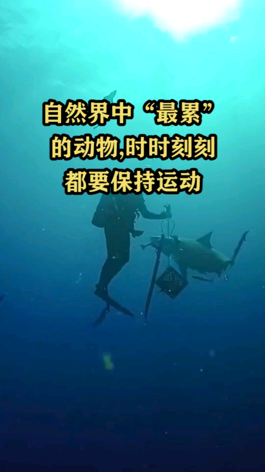 自然界中“最累”的动物,时时刻刻都要保持运动,停止就会死亡