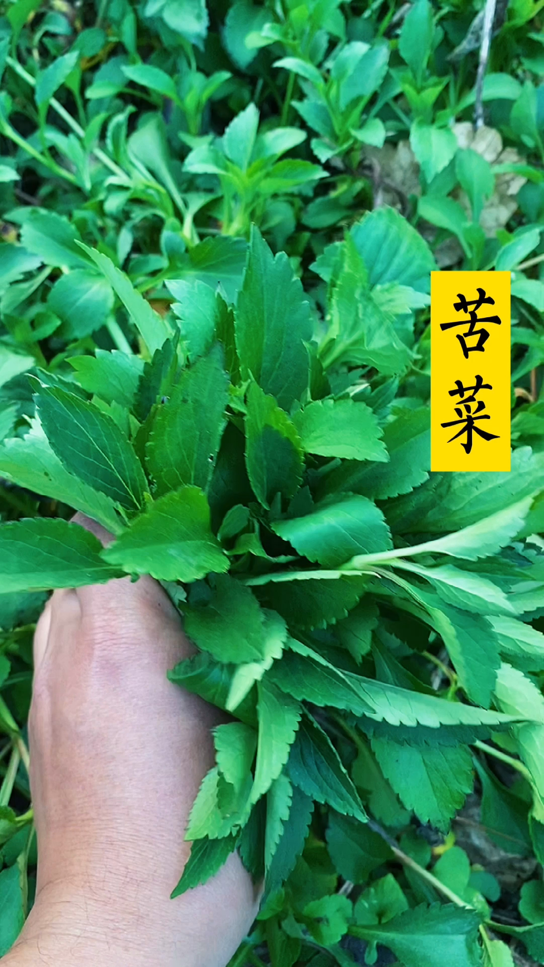 #农村野菜野草#又到吃苦菜的季节了