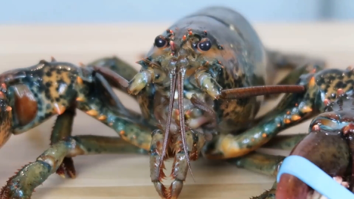 花400元买两只波士顿大龙虾,能做多少虾滑?味道怎么样?