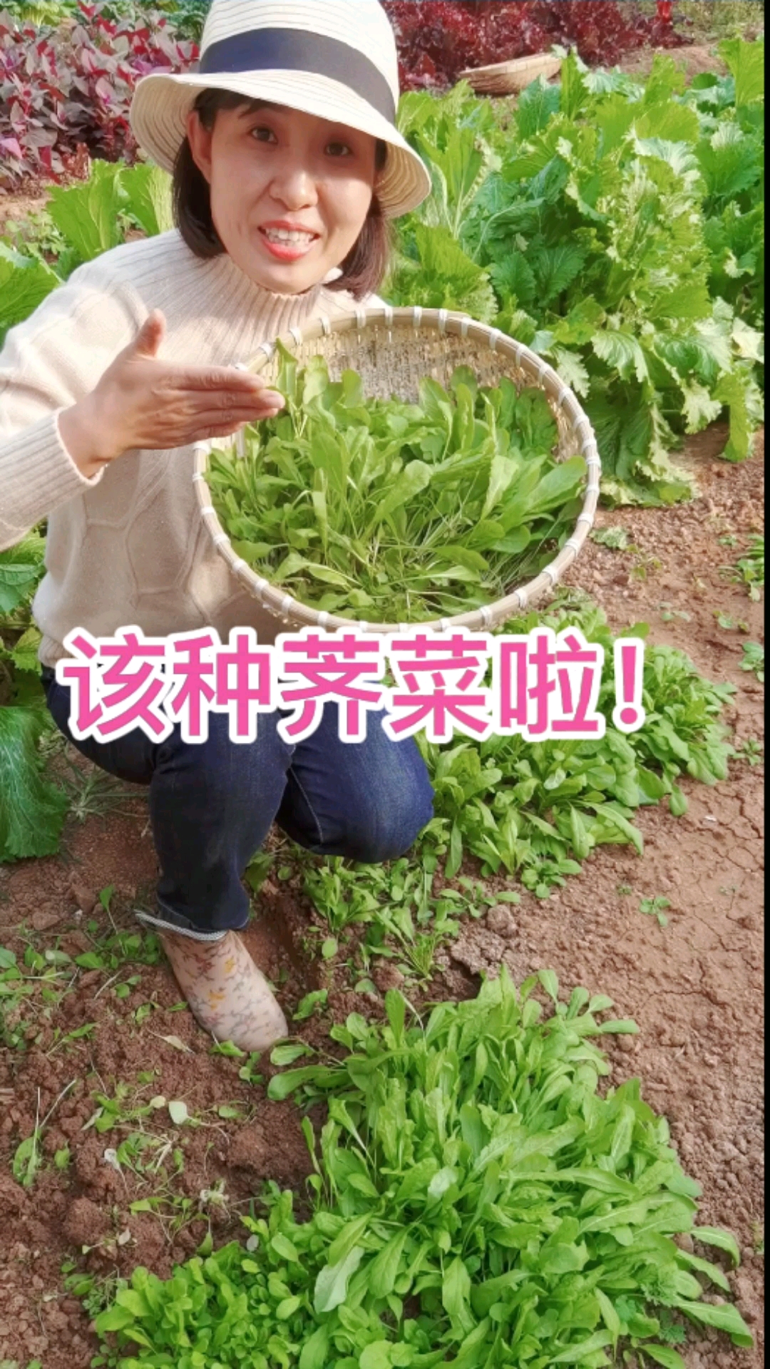 该种荠菜啦