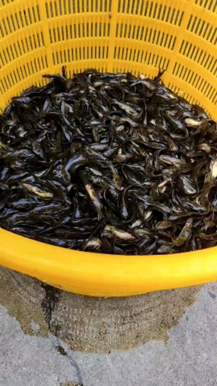 黄骨鱼,又名黄颡鱼,黄辣丁,黄丫头