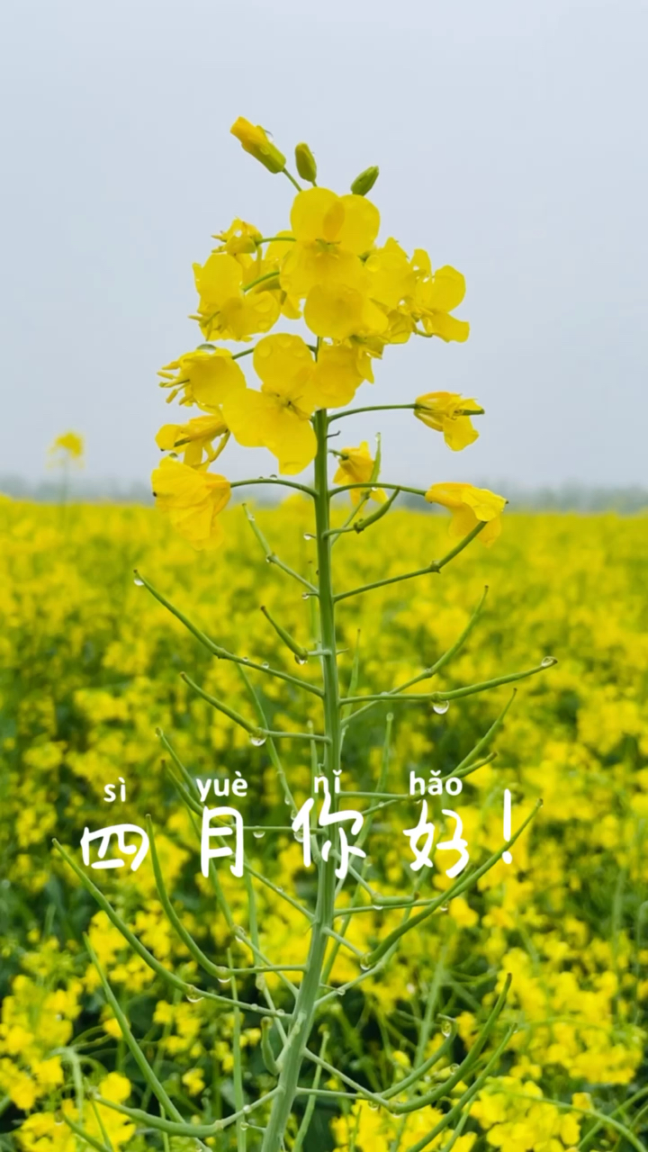 四月你好!春天,油菜花,嫩芽!