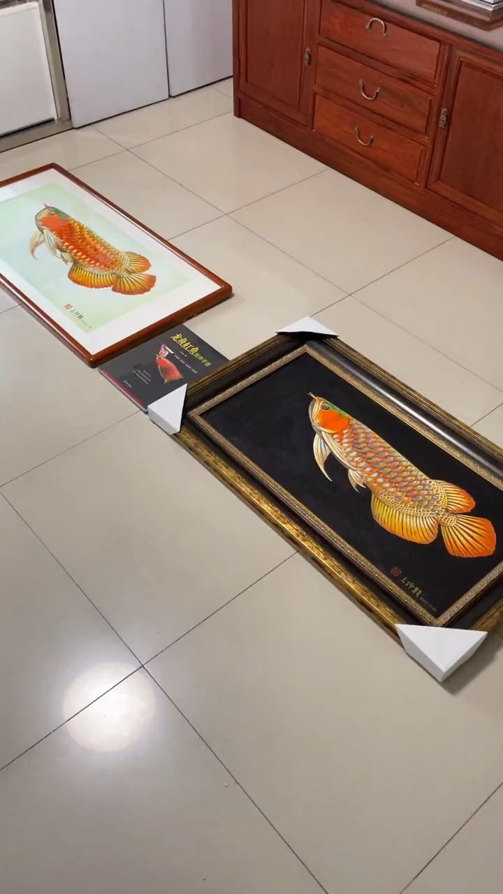 #龙鱼#中式炮头红龙成鱼vs欧式平头亚成红龙鱼,各具特色,总有一款你喜欢!