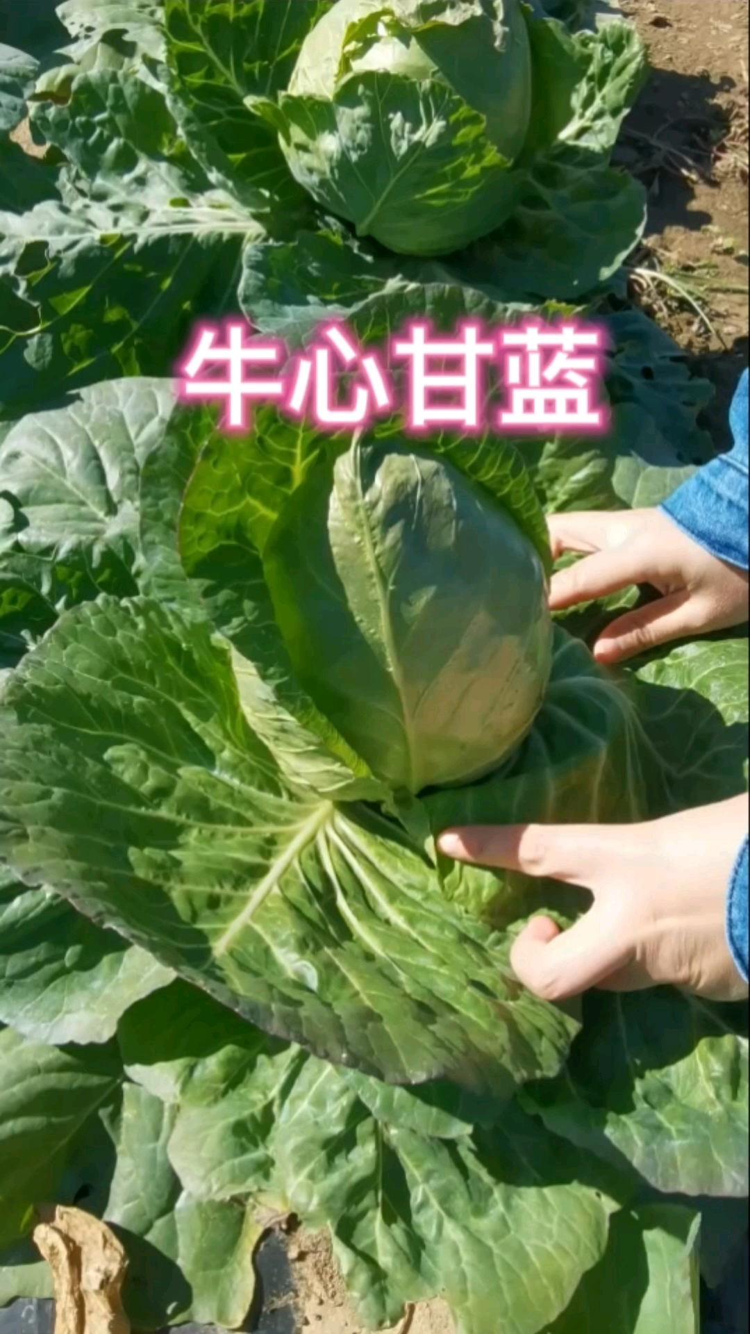 牛心甘蓝