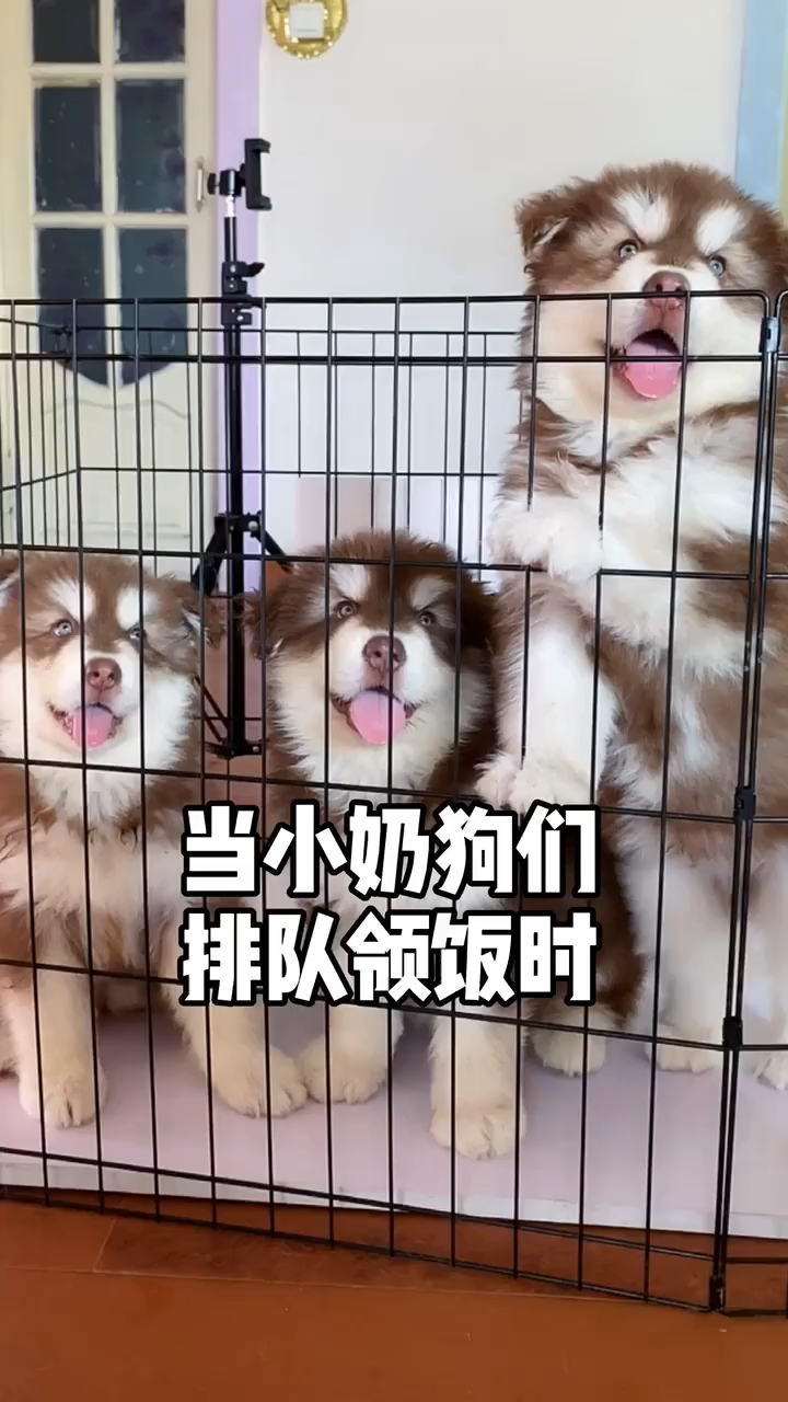 当小奶狗们排队领饭时